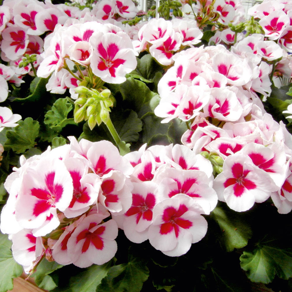 Mature Red & White Geranium Plant with Bi-Color Blooms