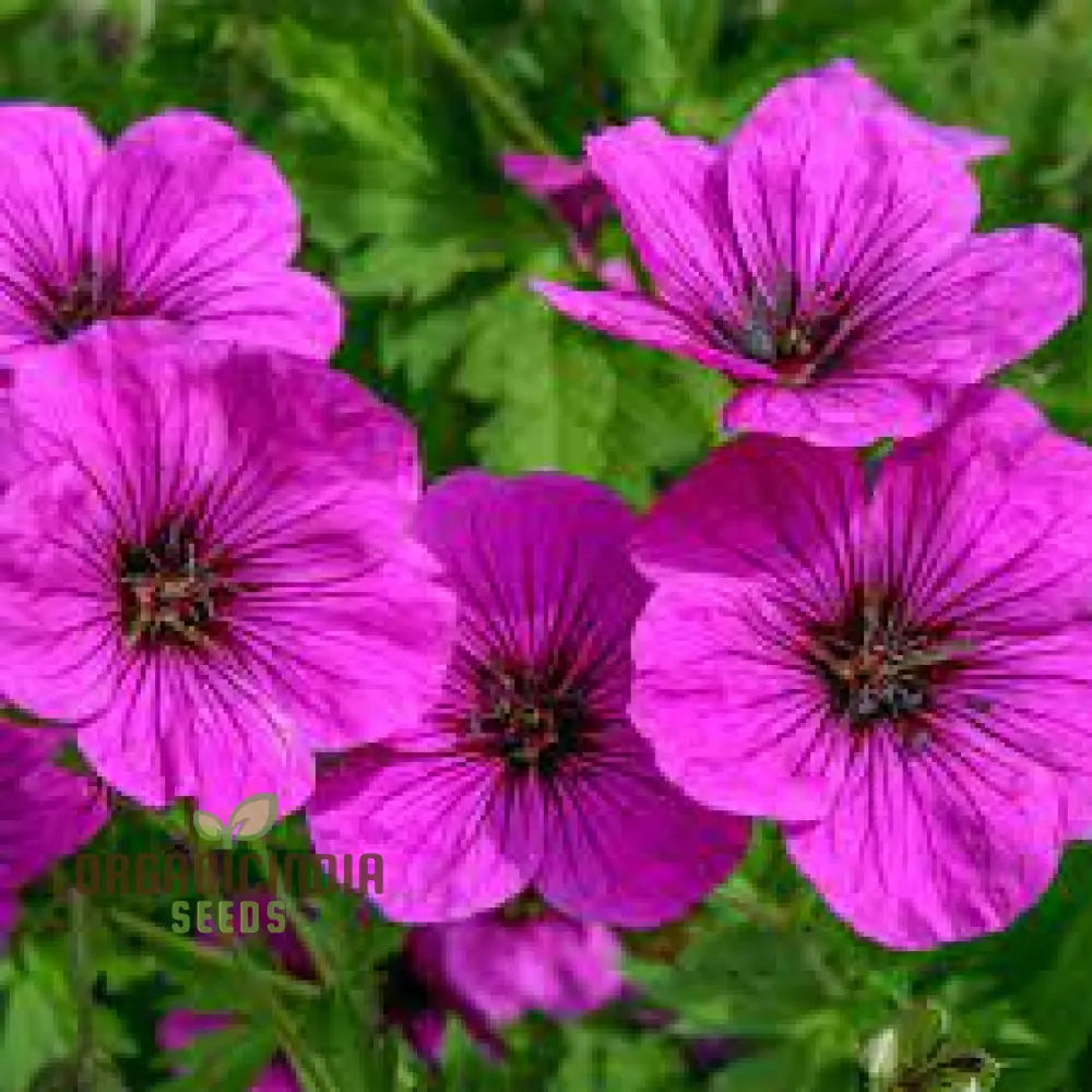 Geranium Ocellatum Seeds: Hardy Perennial For Vibrant Garden Beds And Borders | Gardening