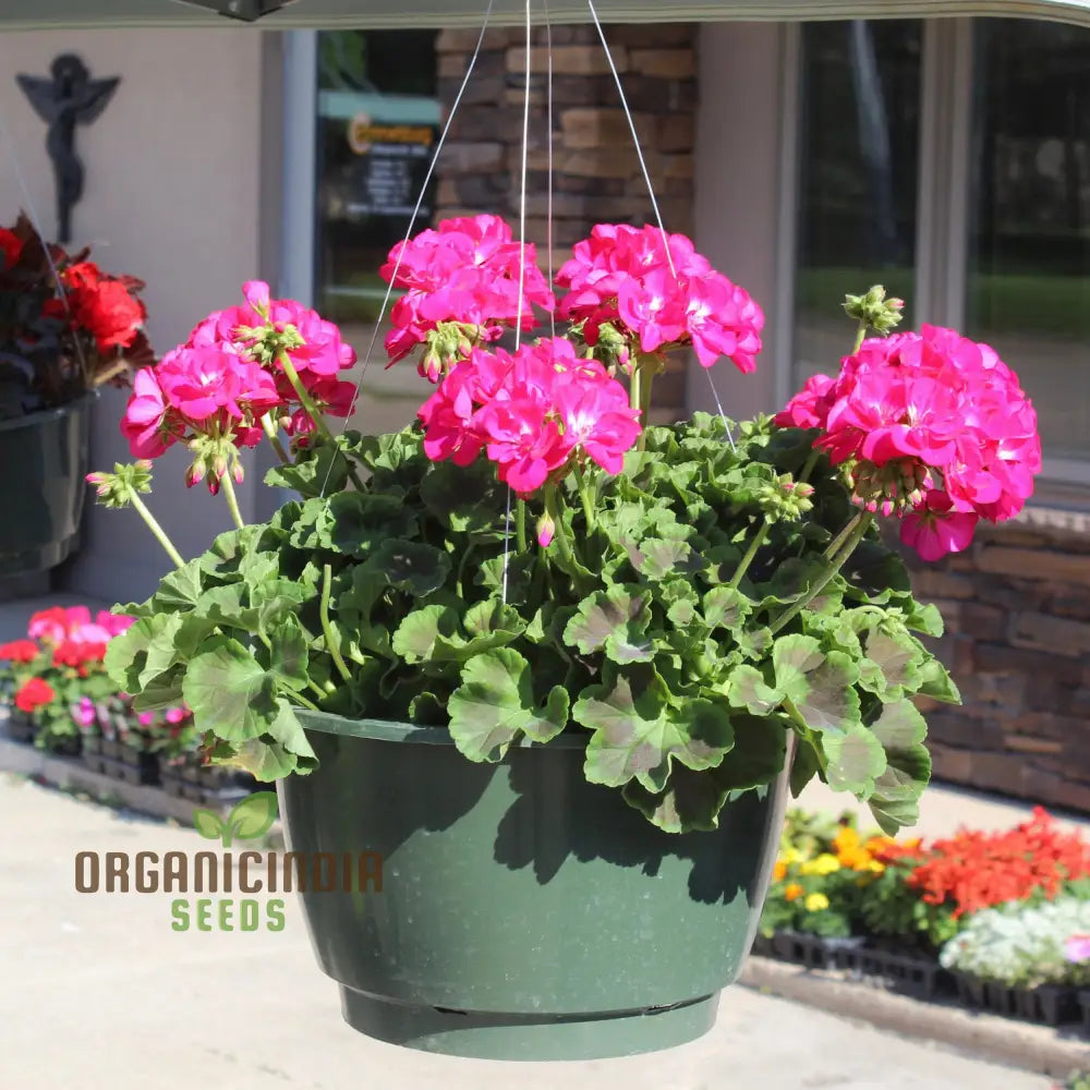 Geranium Pink Flowers in Pot Container