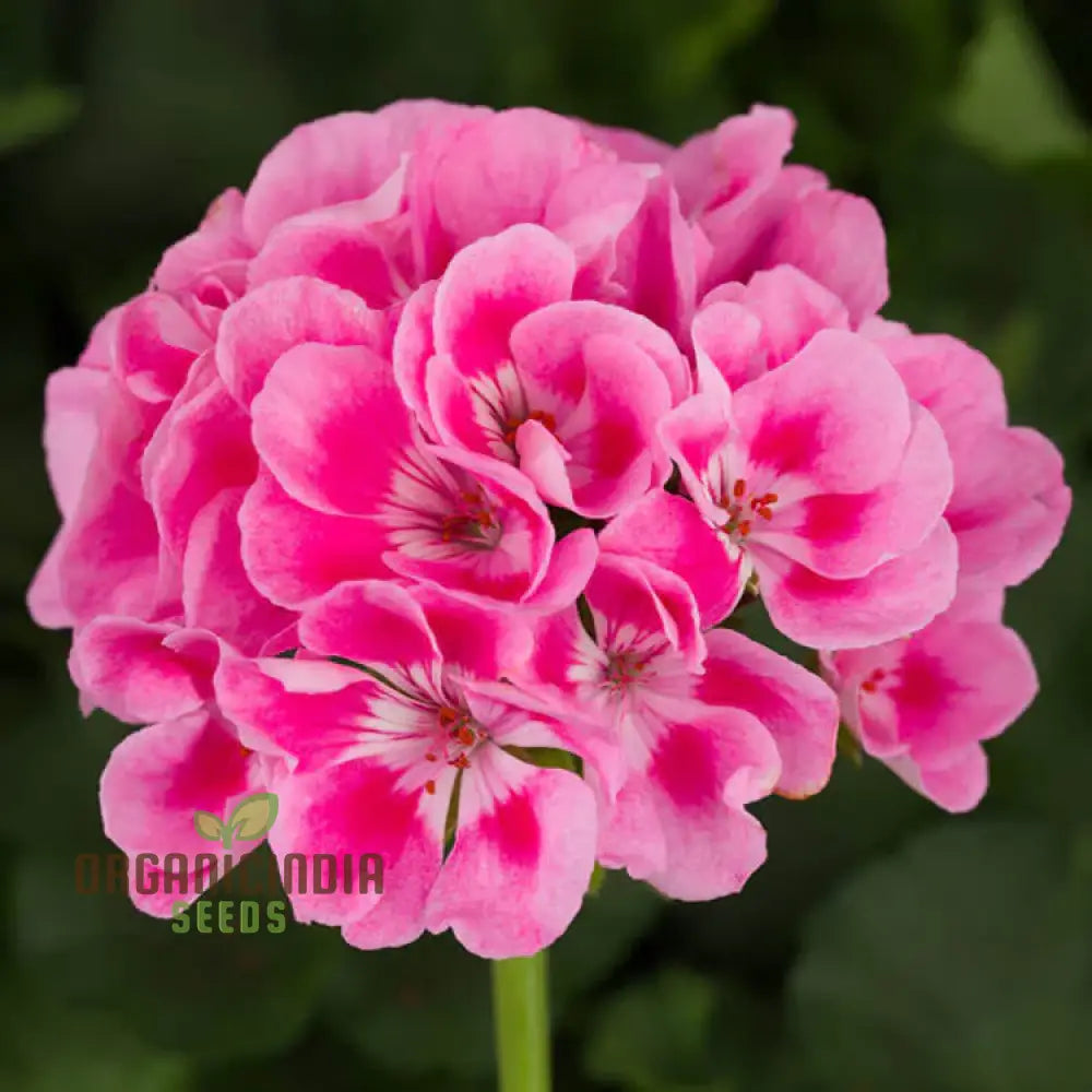 Geranium Pink Flower Seeds for Planting