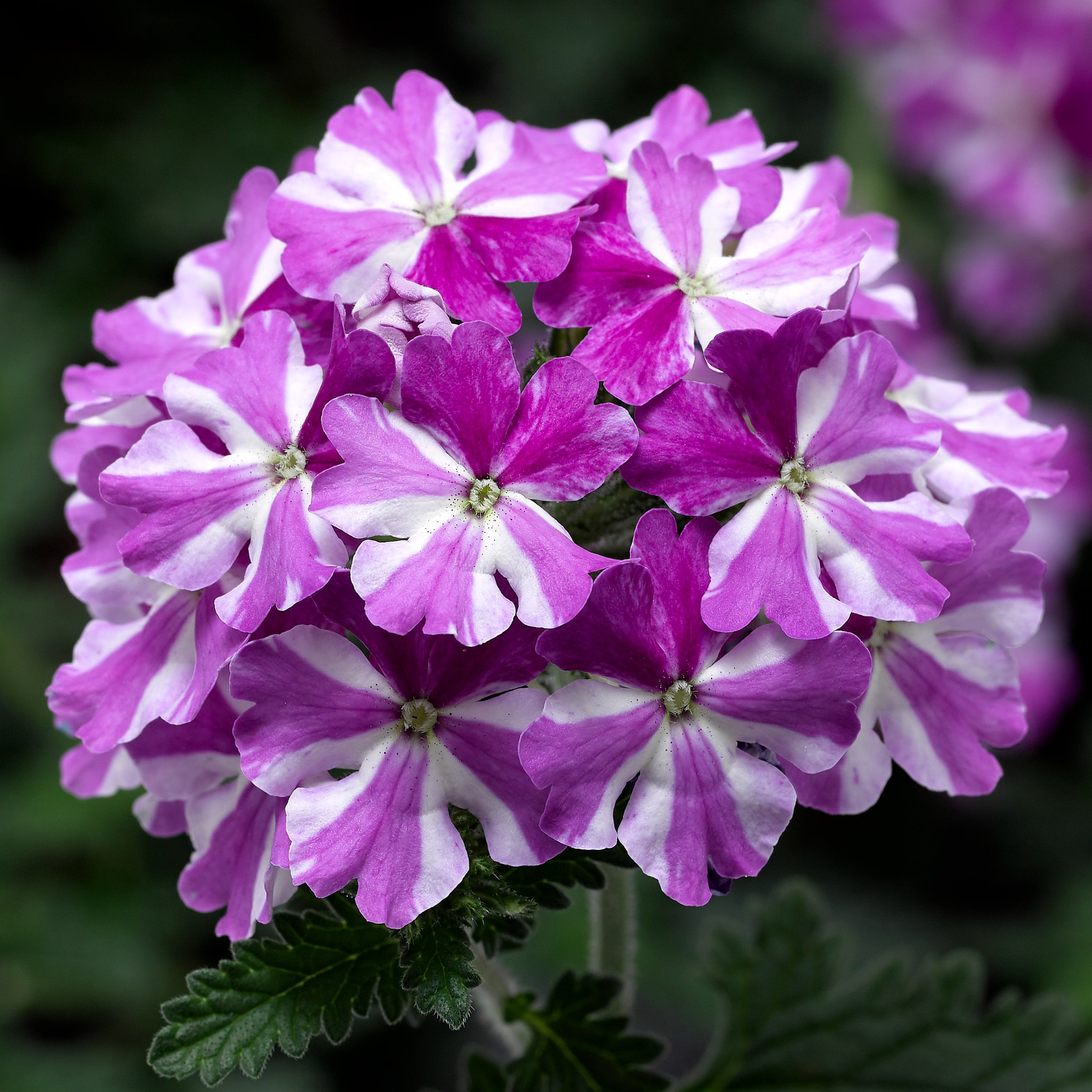 Purple & White Geranium Seeds for Planting, Bi-Color Blooms