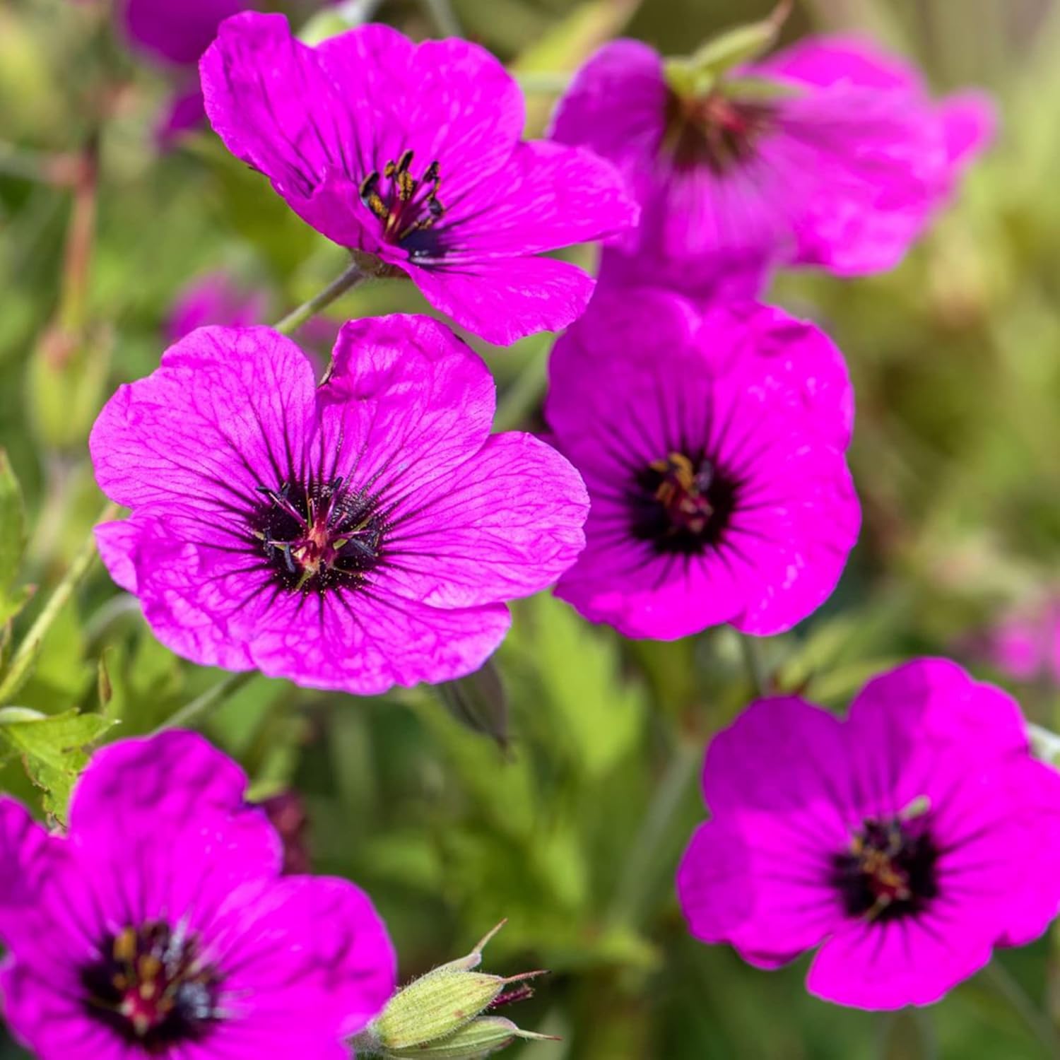 Evergreen Geranium Growing in Rock Garden Landscape