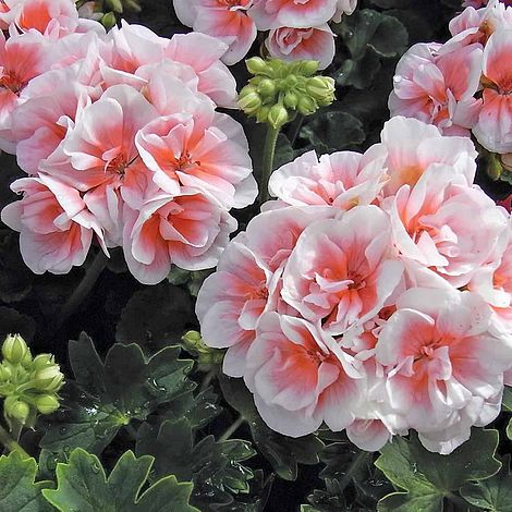 Salmon and White Geranium Flowers Blooming in Garden