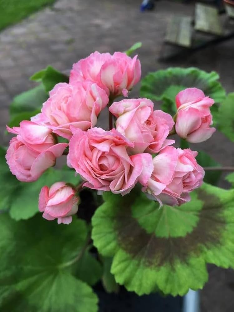 Non-GMO geranium seeds long blooming plants