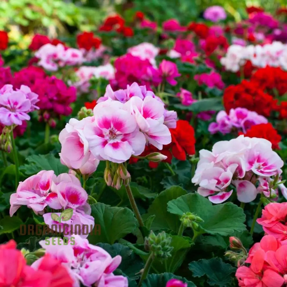 Geranium Seeds - Shadow Mixed Variety | Ideal For Vibrant Gardens And Year-Round Blooms