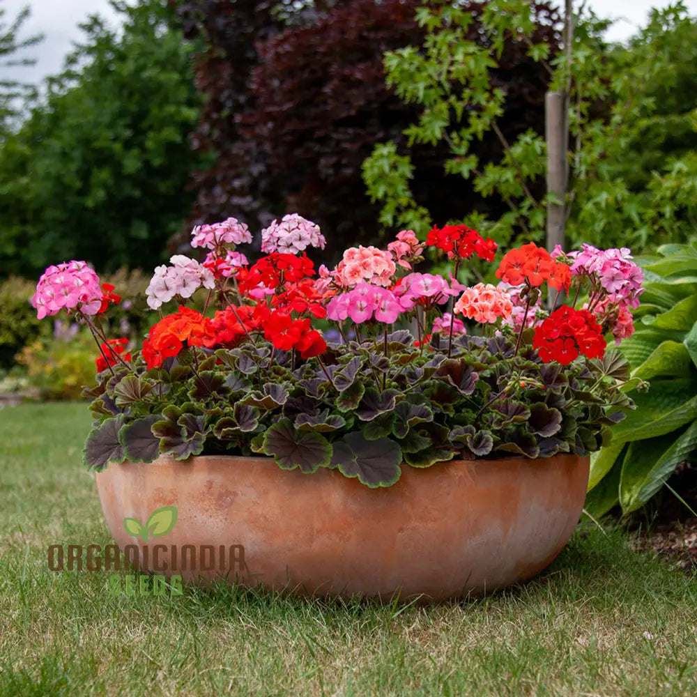 Geranium Seeds - Shadow Mixed Variety | Ideal For Vibrant Gardens And Year-Round Blooms