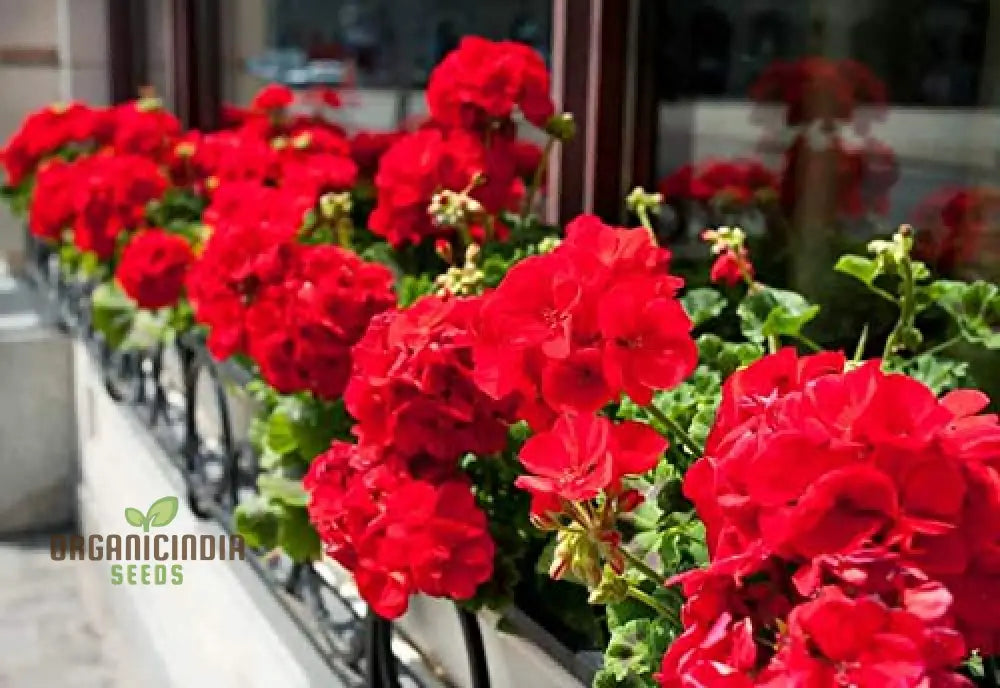 Geranium seeds trailing plant growth in hanging basket