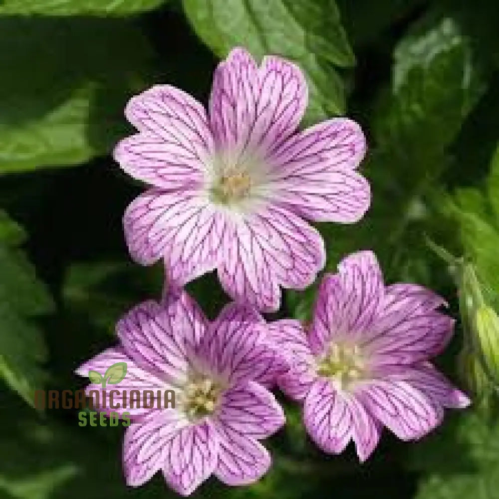 Geranium versicolor seeds vibrant perennial flowers for gardens