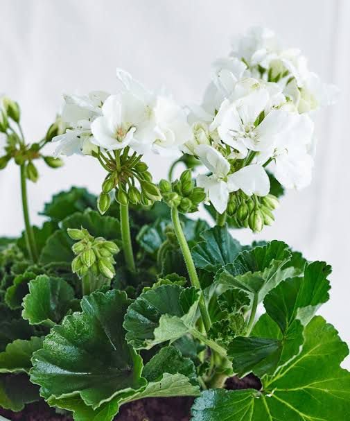 Geranium White Bloom Seeds for Outdoor Garden Beds