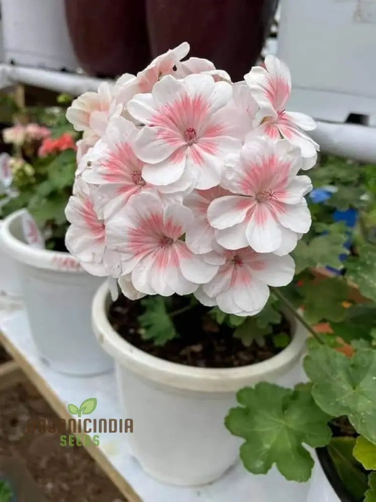 Geranium Flower Seeds White with Peach Blooms for Planting