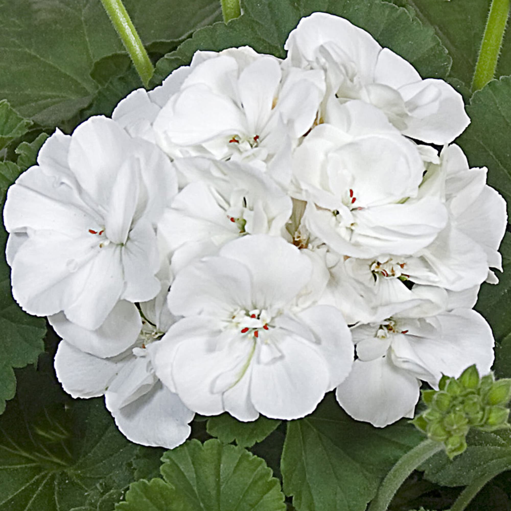White Geranium Seeds for Planting, Non-GMO Flower Seeds