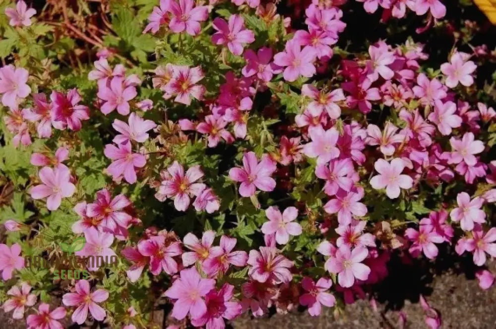 Geranium Yoshinoi Seeds For Gardening Joy With Rare Floral Beauty And Long-Lasting Blooms