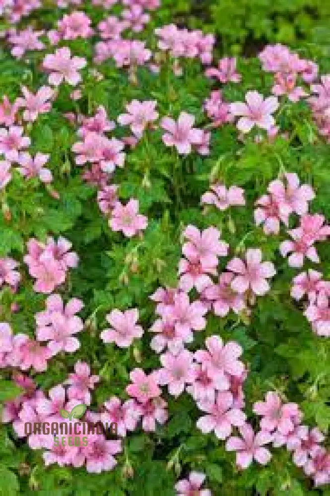 Geranium Yoshinoi Seeds For Gardening Joy With Rare Floral Beauty And Long-Lasting Blooms