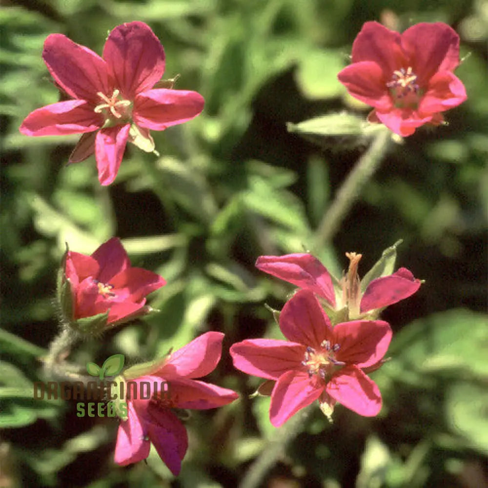 Geranium Yoshinoi Seeds For Gardening Joy With Rare Floral Beauty And Long-Lasting Blooms