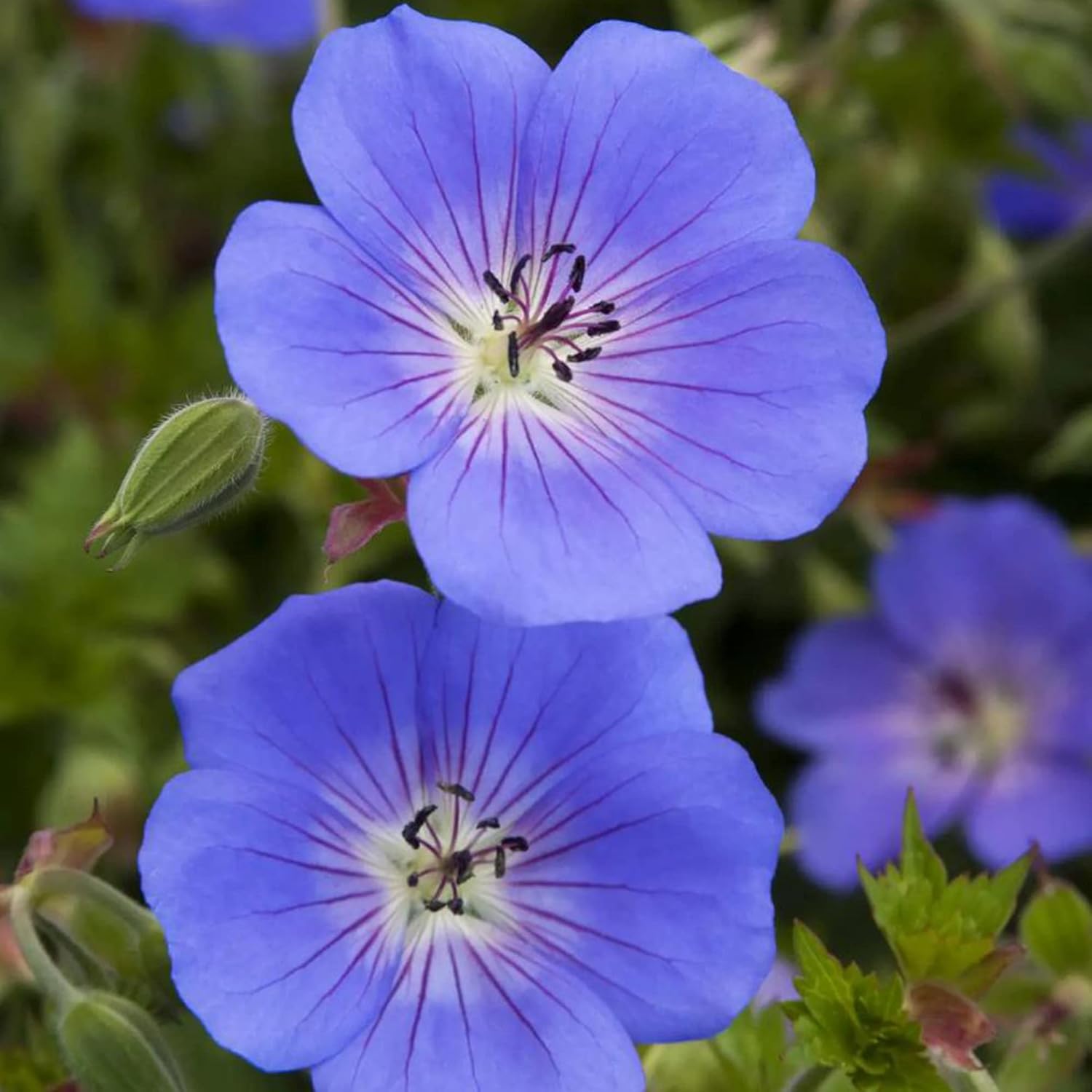 Geranium Rozanne Plants Growing in Garden Border