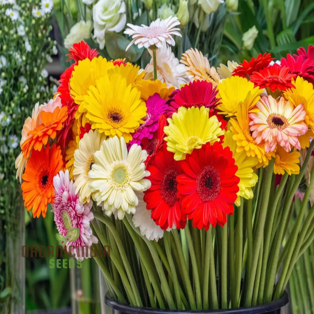 Gerbera mix flower seeds for garden planting