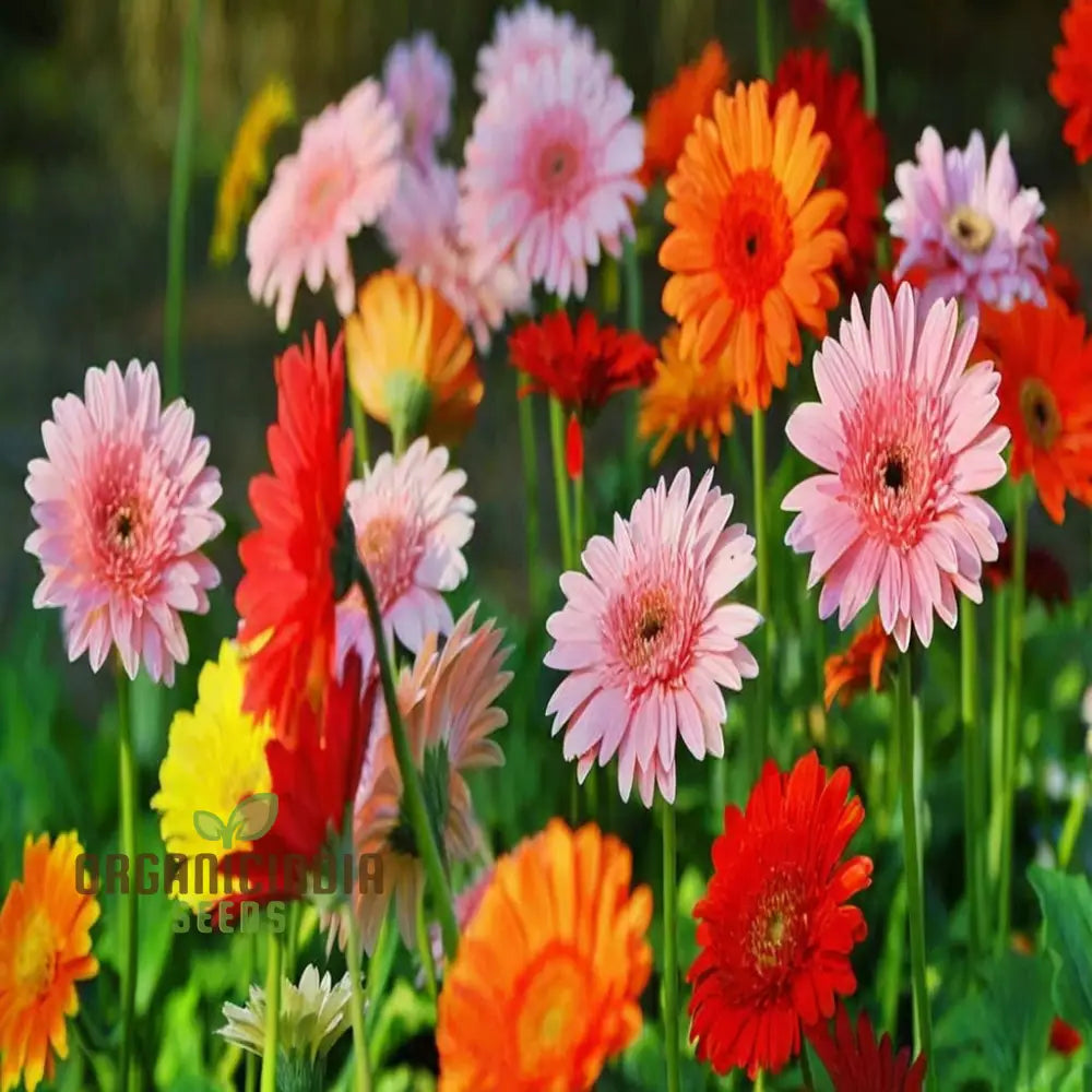 Gerbera Mix Flowering Seeds For Beautiful Blossoms Ideal Planting And Gardening Enthusiasts Flower