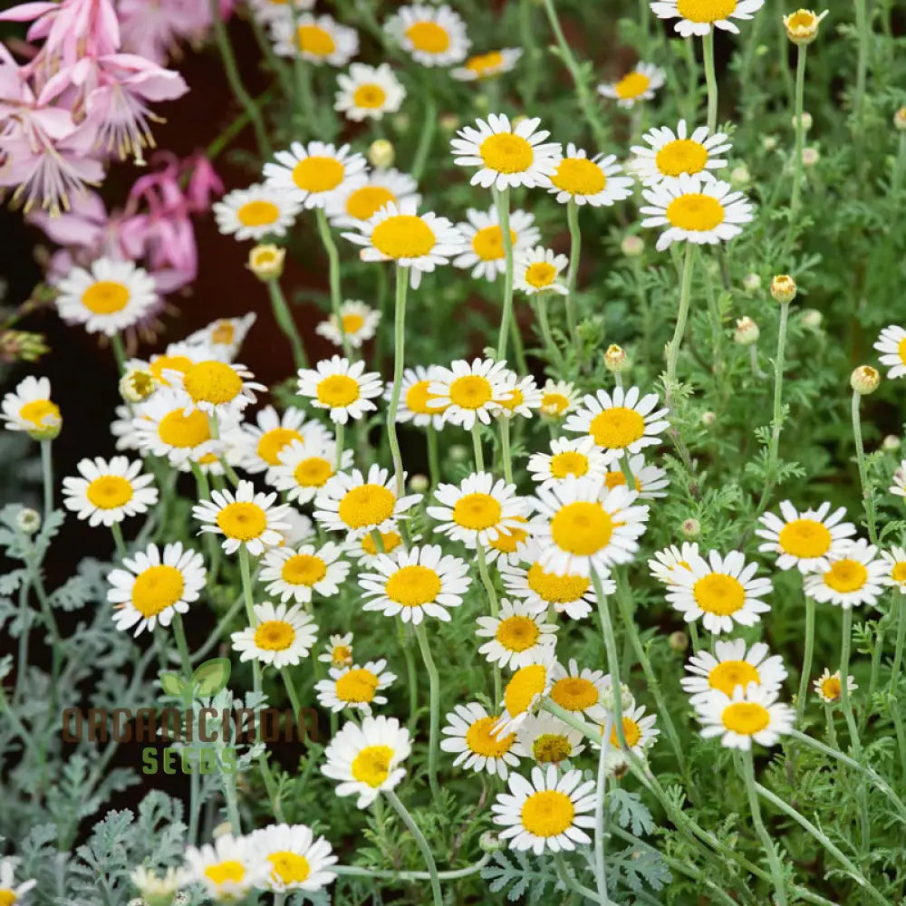 German Chamomile Seeds for Planting Fragrant Blooms and Herbal Gardens