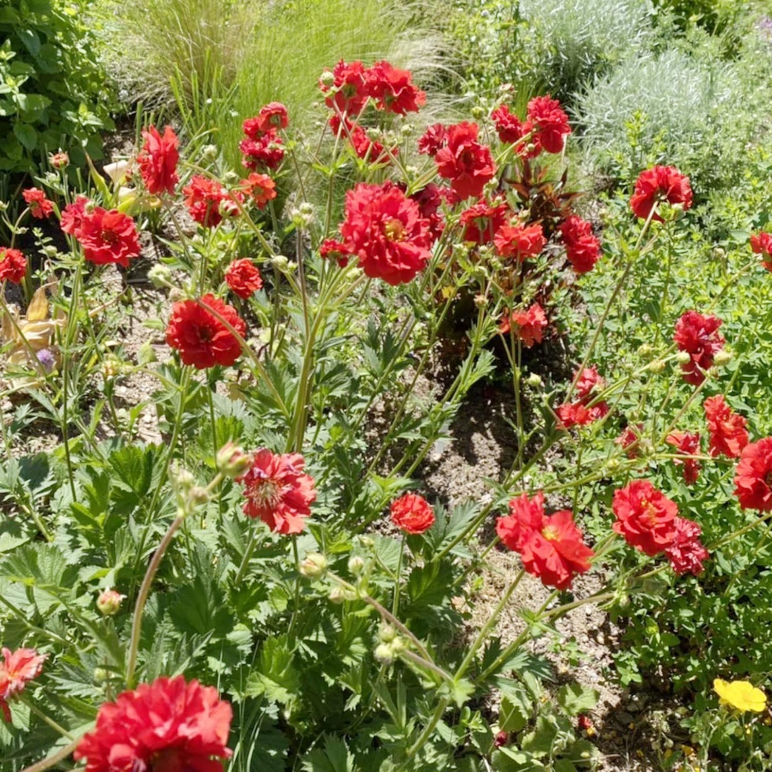 Easy-to-Grow Bloody Mary Geum Seeds for Home Flower Gardens