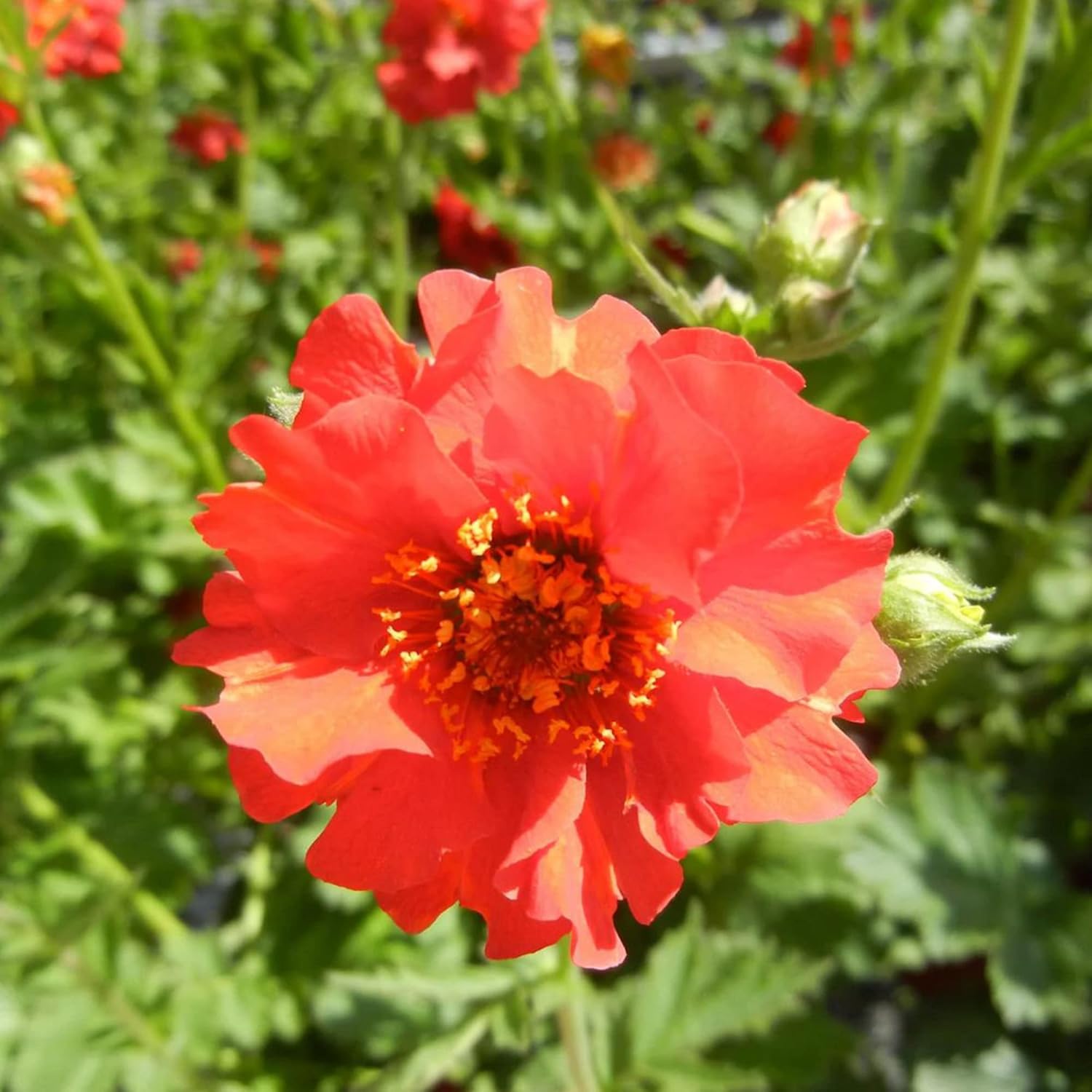 Geum Garden Seeds Long Blooming Variety for Colorful Flower Beds