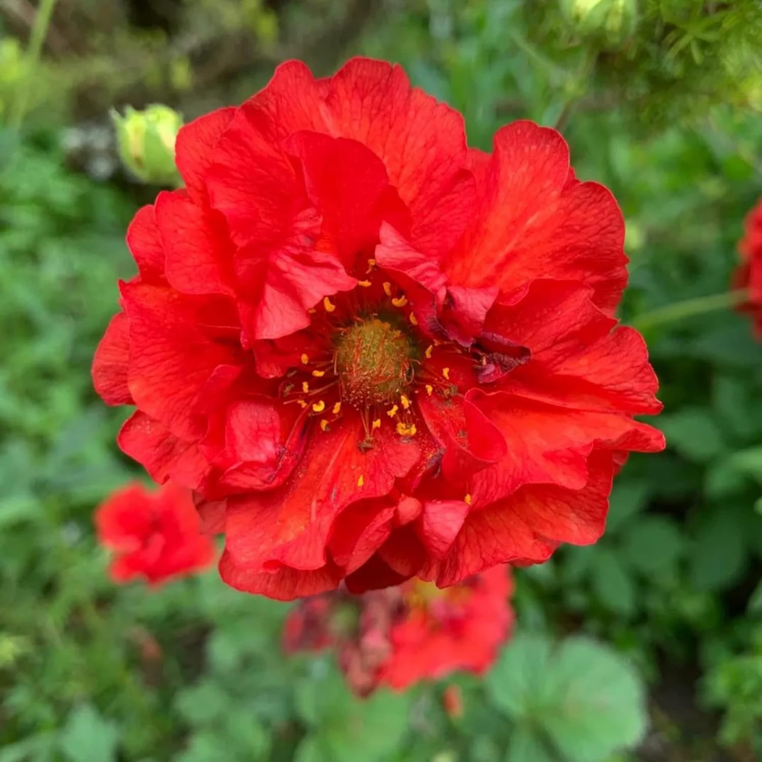 Geum Seeds That Attract Hummingbirds and Bees for Pollinator Gardens
