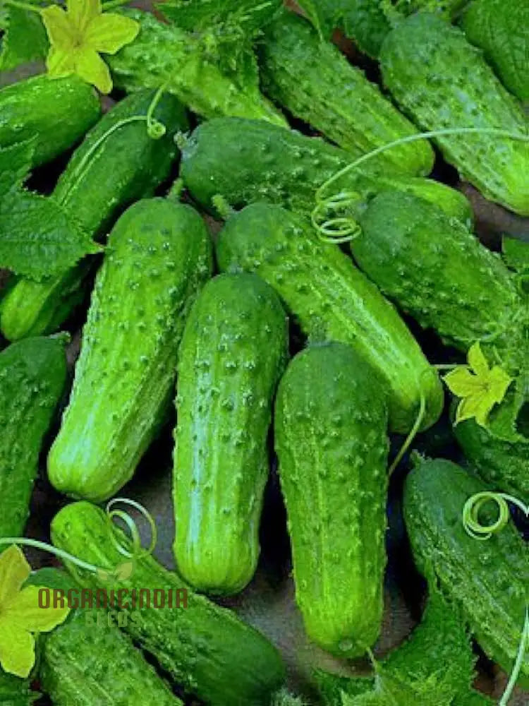 Gherkin Cucumber Plant Growing in Container from National Seeds