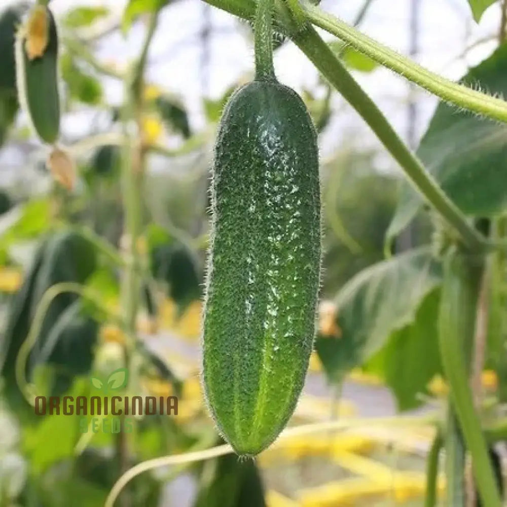 Mature Gherkin National Cucumber Plant, Crisp and High-Yield Vegetable
