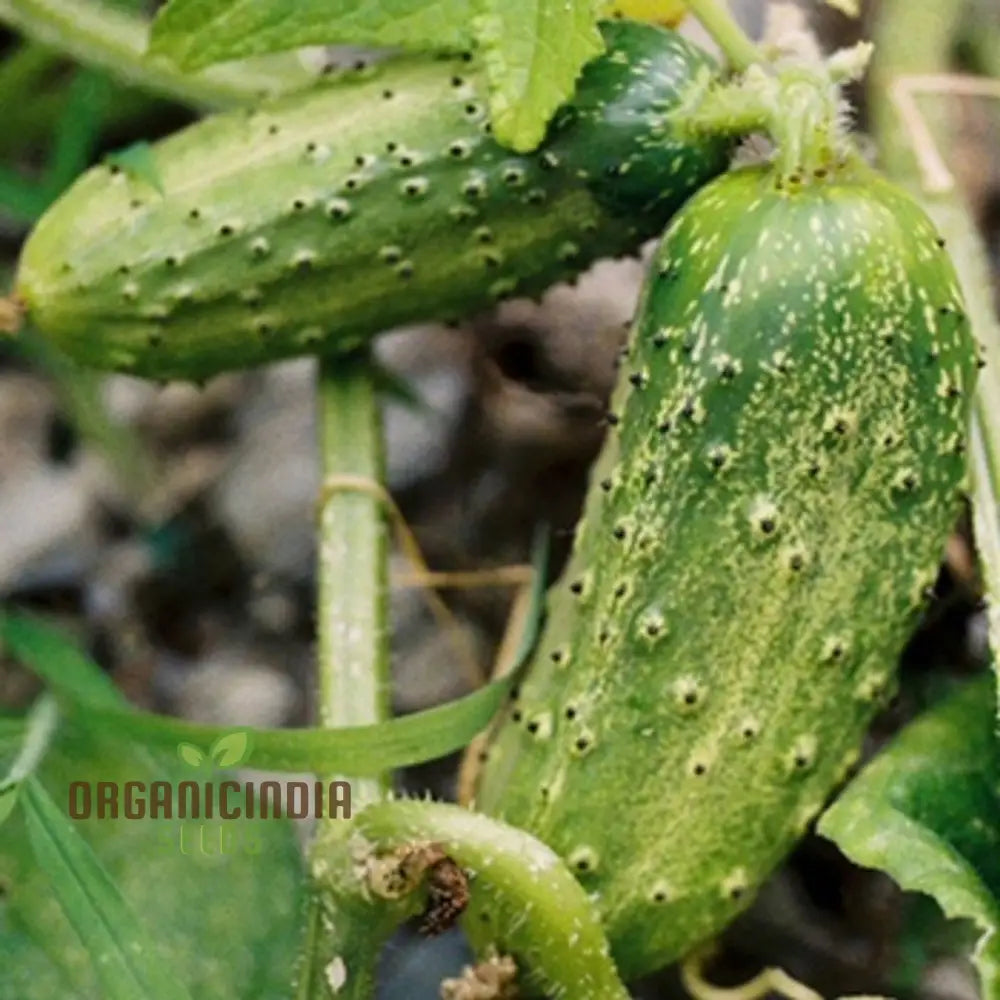 Gherkin National Cucumber Seeds for Home Garden, High-Yield Vegetable Seeds