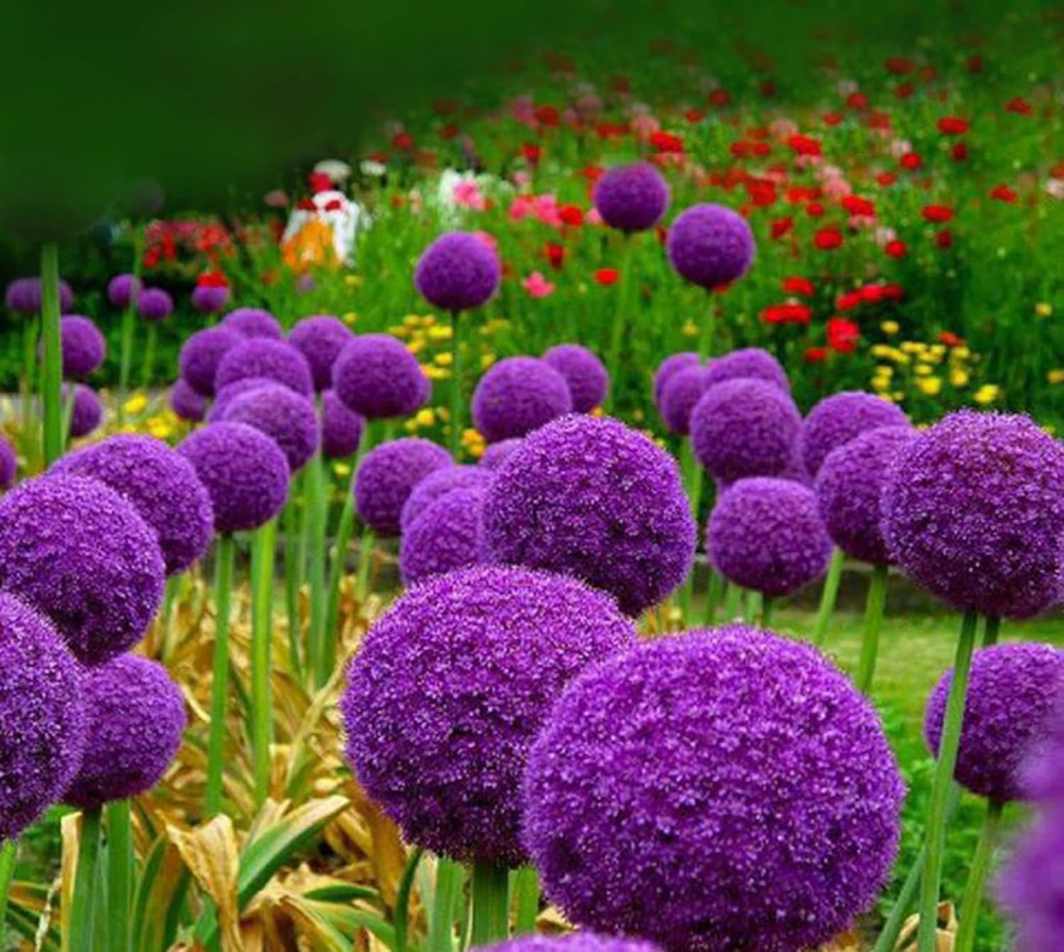 Close-Up of Giant Allium Purple Blooms from Seeds