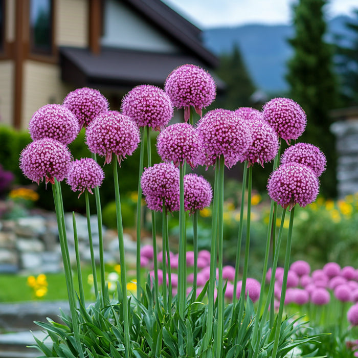 Giant Allium garden seeds soft pink globe flowers