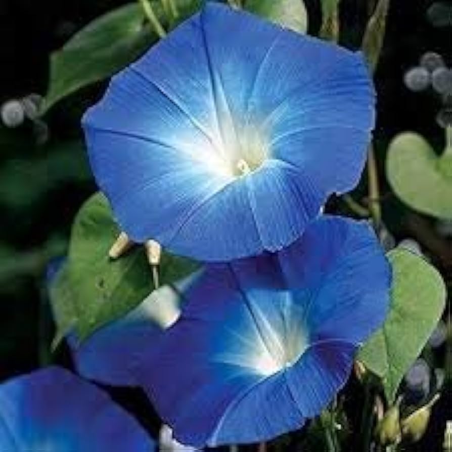 Giant blue moonflower seeds for planting in home gardens
