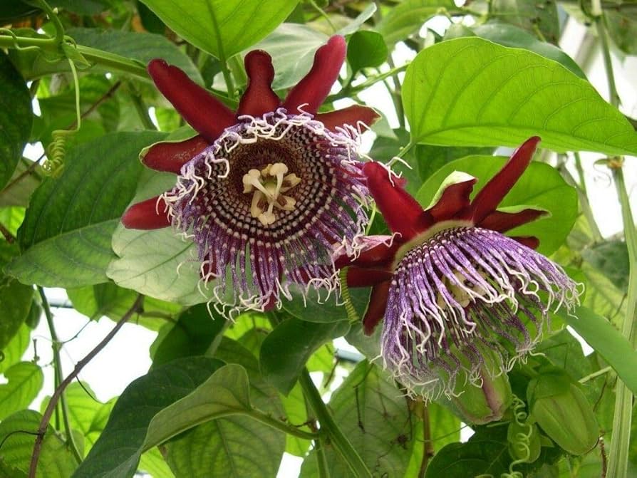 Giant Granadilla Passion Flower Seeds for Planting