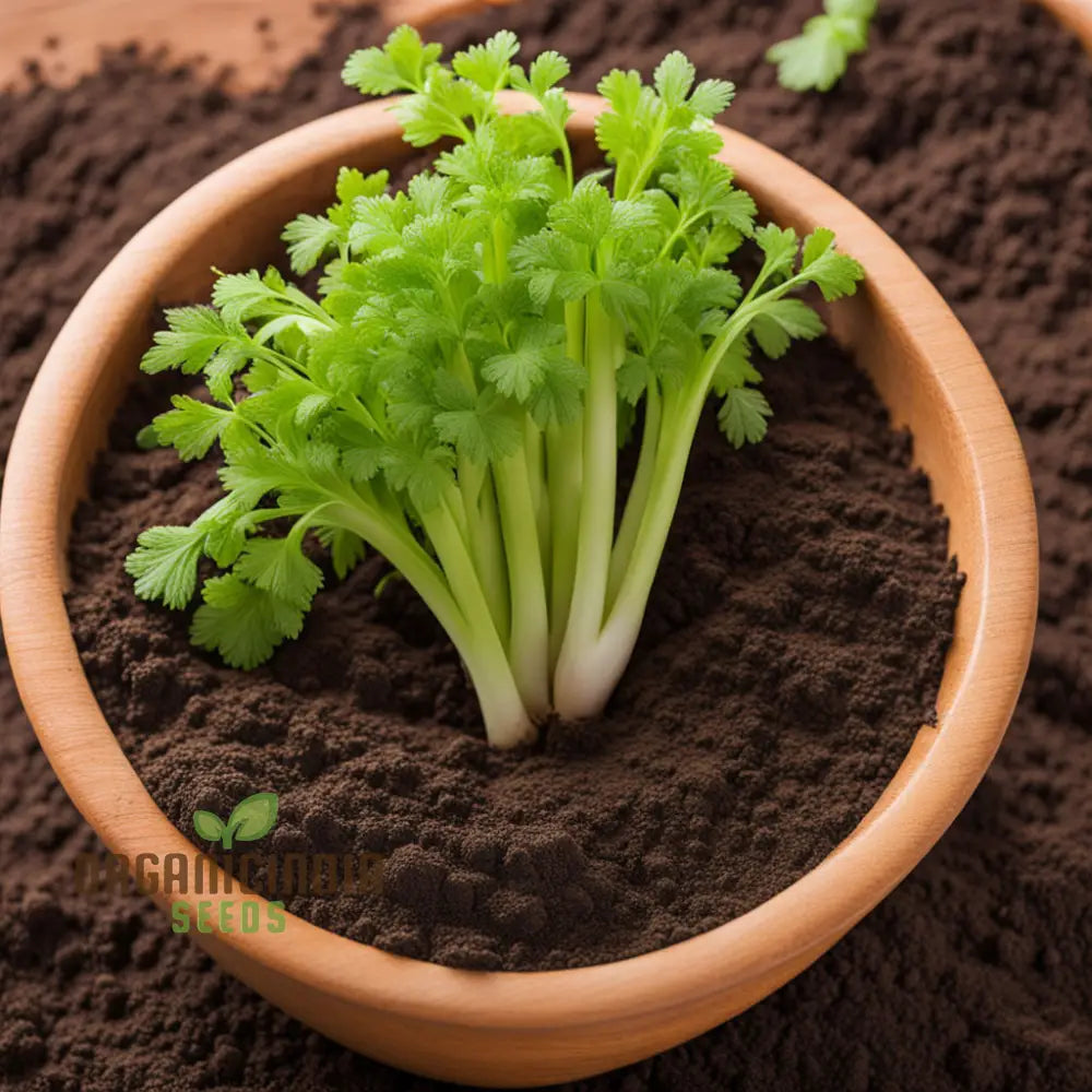 Giant Green Celery Seeds for Planting, High-Yield Home Garden Vegetable Seeds