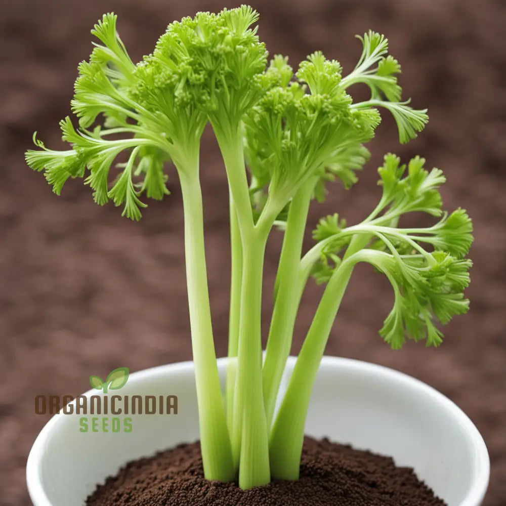 Closeup of Giant Green Celery Stalks from Seeds, Fresh and Flavorful Home Garden Vegetables