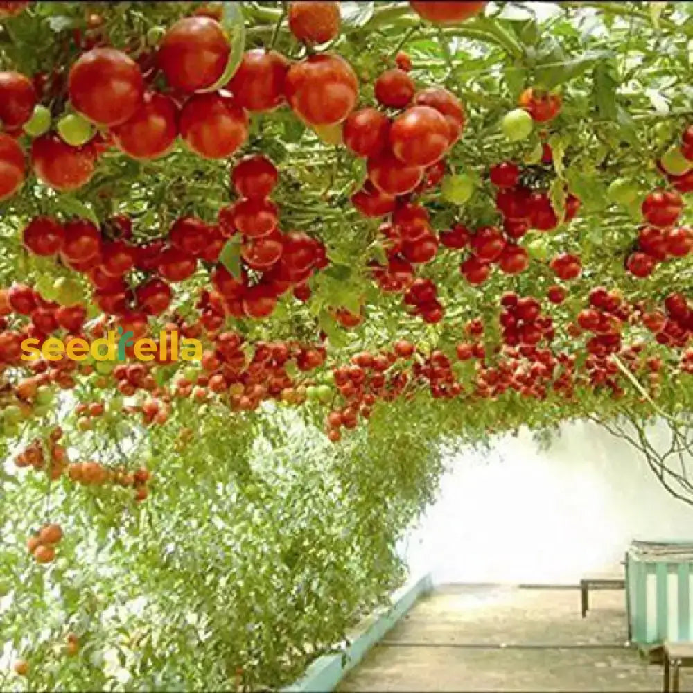 Giant Italian Seeds for Home Garden, High-Yield and Easy-to-Grow Plants