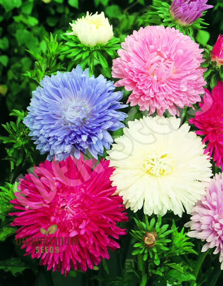 Giant Perfection Mix Seeds For Exceptional Planting | Buy High-Quality Online