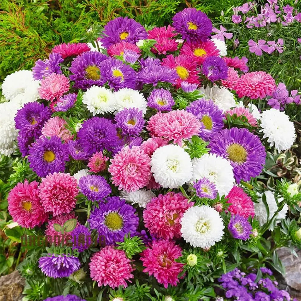 Giant Perfection Mix Seeds For Exceptional Planting | Buy High-Quality Online