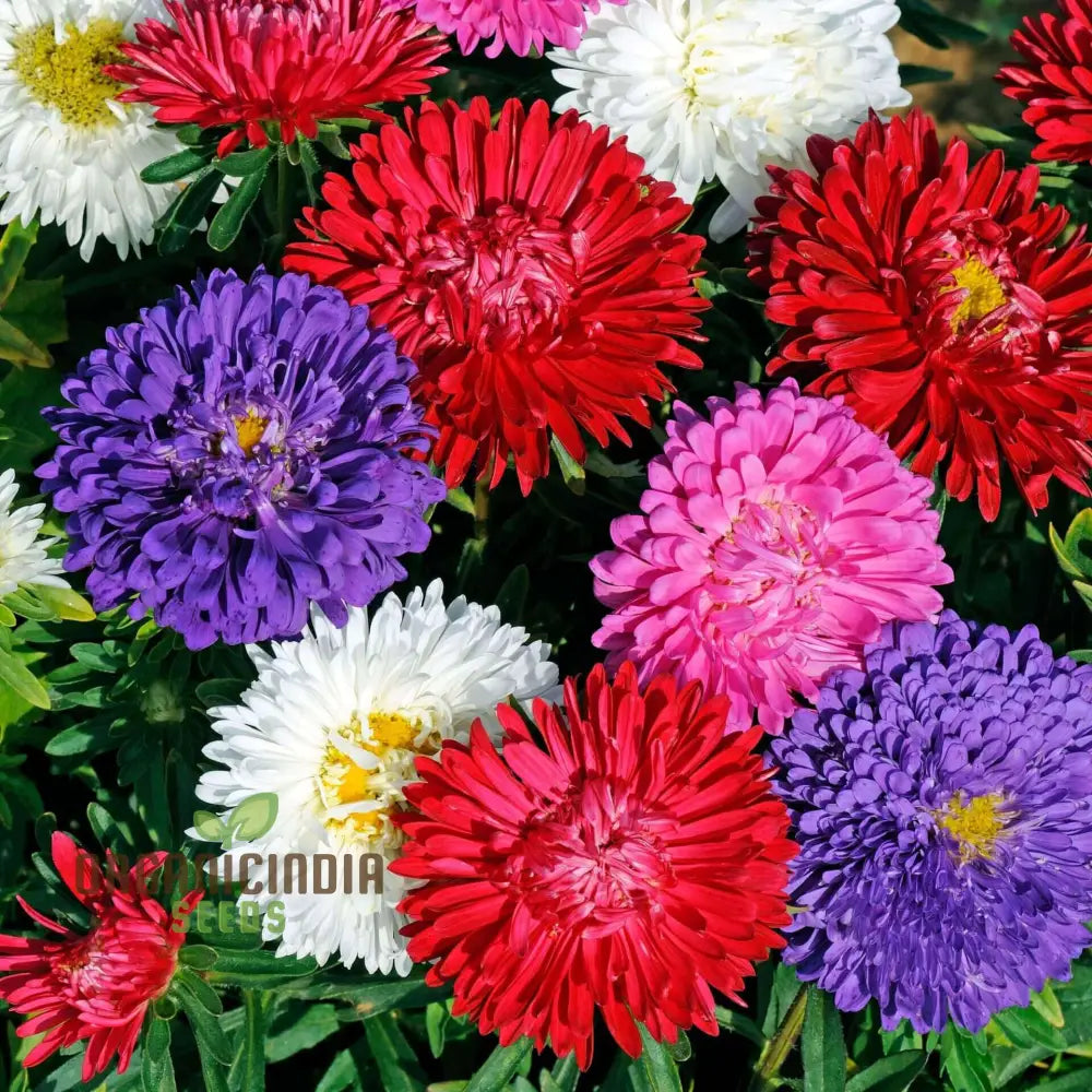 Giant Perfection Mix seeds packet for planting vibrant garden flowers