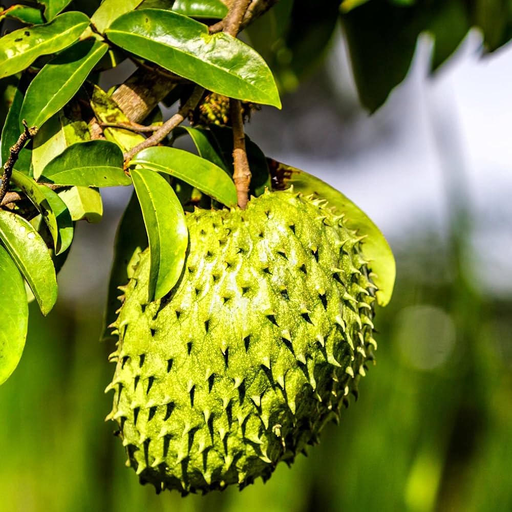 Giant Soursop seeds for planting tropical fruit trees at home