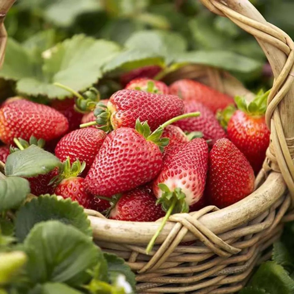 Germinating Giant Strawberry Seeds Indoors