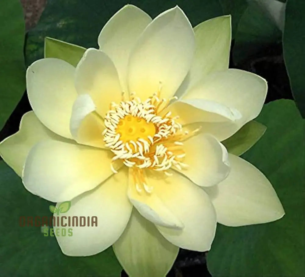 Giant Sunburst Lotus seeds stunning yellow aquatic blooms