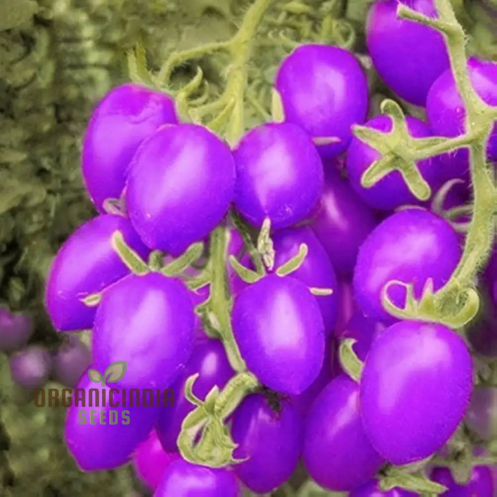 Giant Tomato Seeds for Home Gardening, High Yield Large Tomato Variety