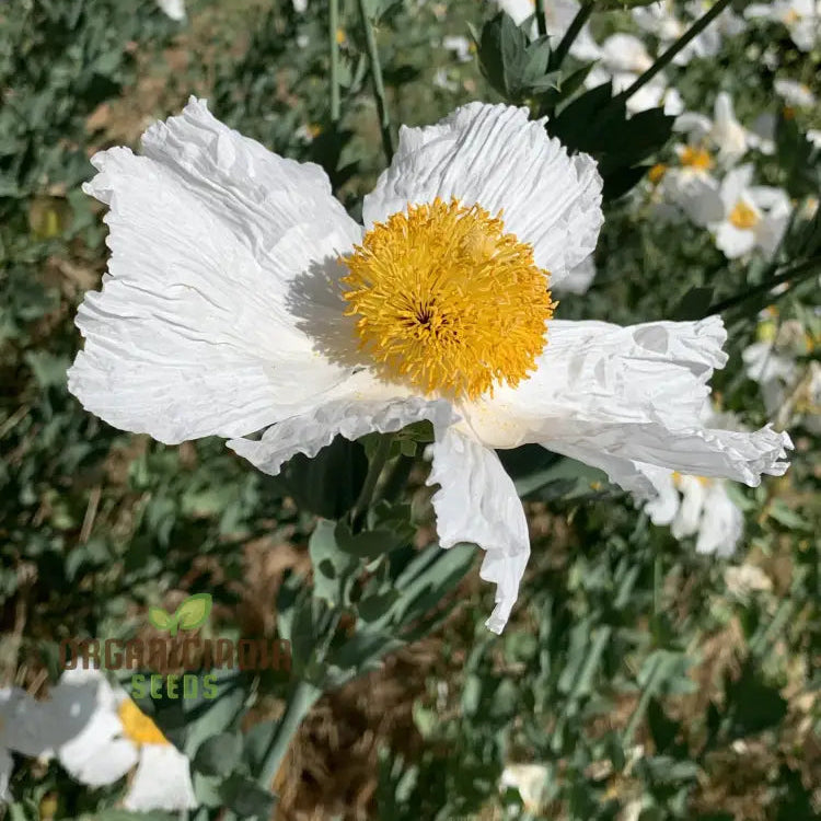Close-up of giant white Matilija Poppy flower