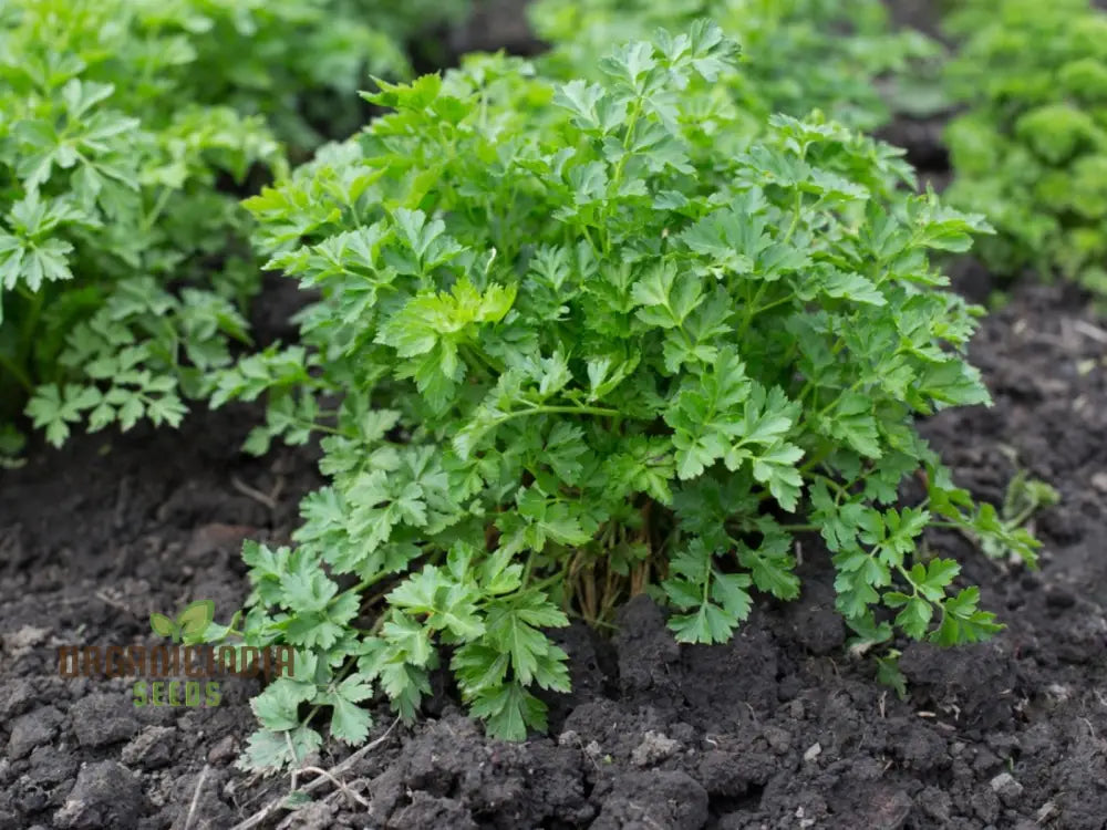 Giant Italian Parsley Seeds Growing in Pots – Perfect for Kitchen Gardens