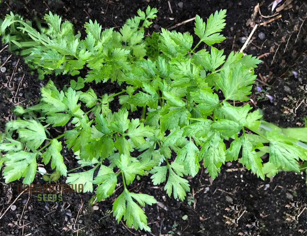 Giant Italian Parsley Seedlings Emerging from Soil – Healthy Herb Growth