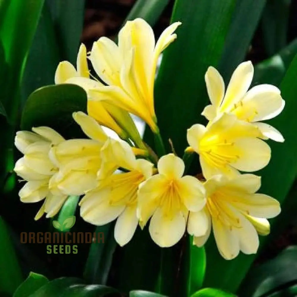 Giglio Vase – Semi-Negative Ornament Plants (100 Pcs) Flower Seeds