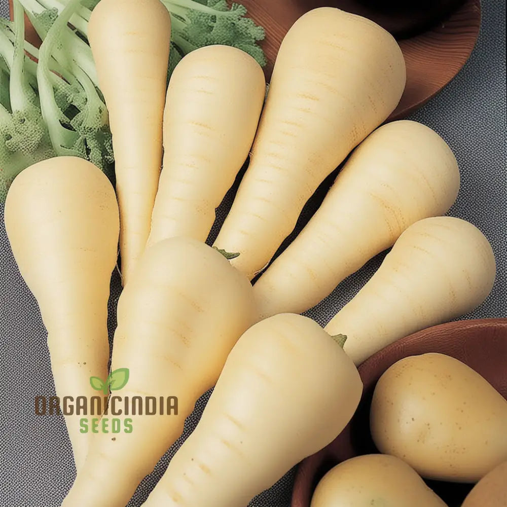 Gladiator F1 Parsnip Seeds for Planting, Hybrid Root Vegetable Seeds