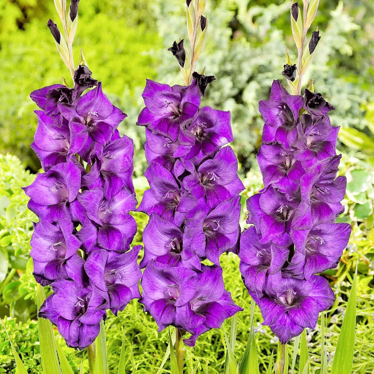 Gladiolus Seeds for Border Planting and Garden Landscaping