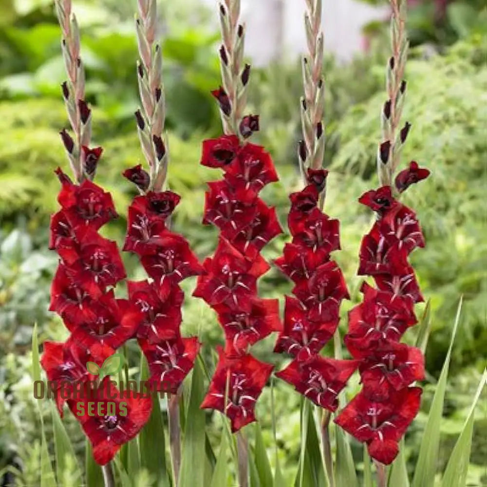 Gladiolus Papilio Vito Flower Seeds For Planting Vibrant Butterfly Flowering Your Garden Premium