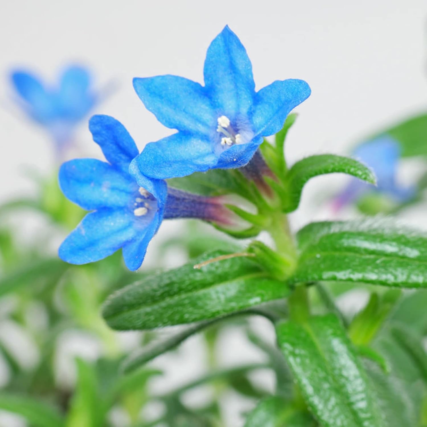 Glandora Diffusa Seeds Growing in Containers – Compact Evergreen Plant